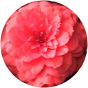 Marilyn K profile picture